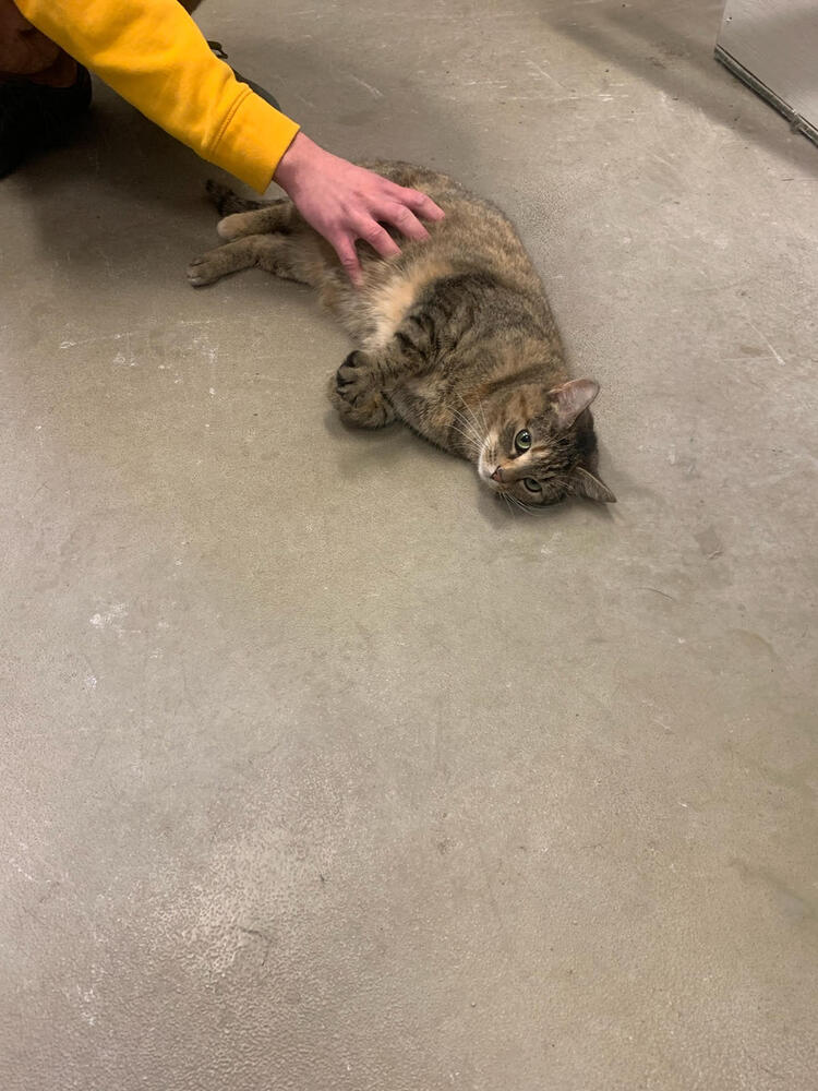 kitten in kennel.jpg